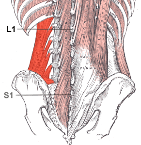 Back Pain cause Quadratus Lumborum